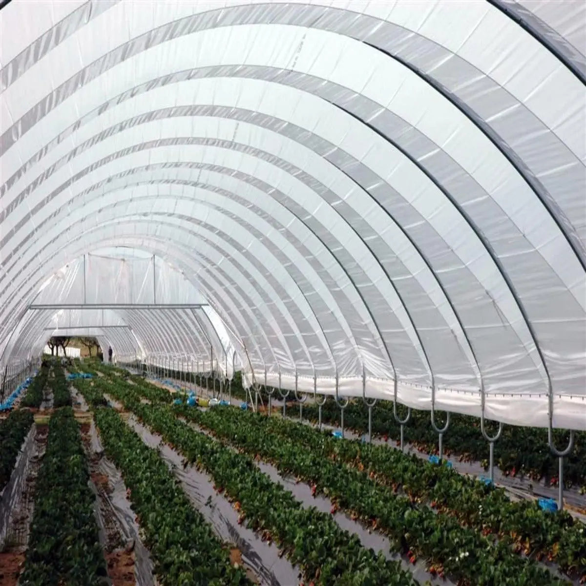 SOLARIG™ 156 Woven Poly Greenhouse Cover – 8 Mil, UV-Resistant