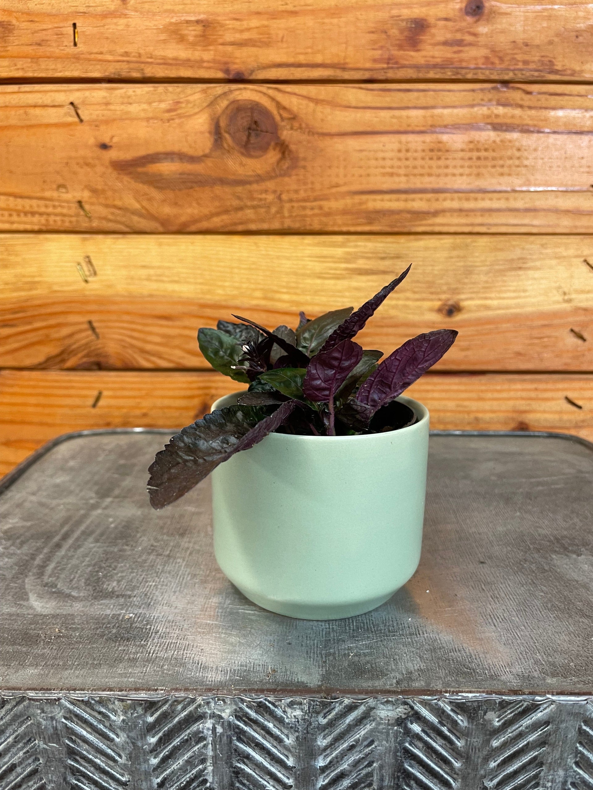 purple waffle house plant Hemigraphis alternata Purple Waffle, 2" Plant