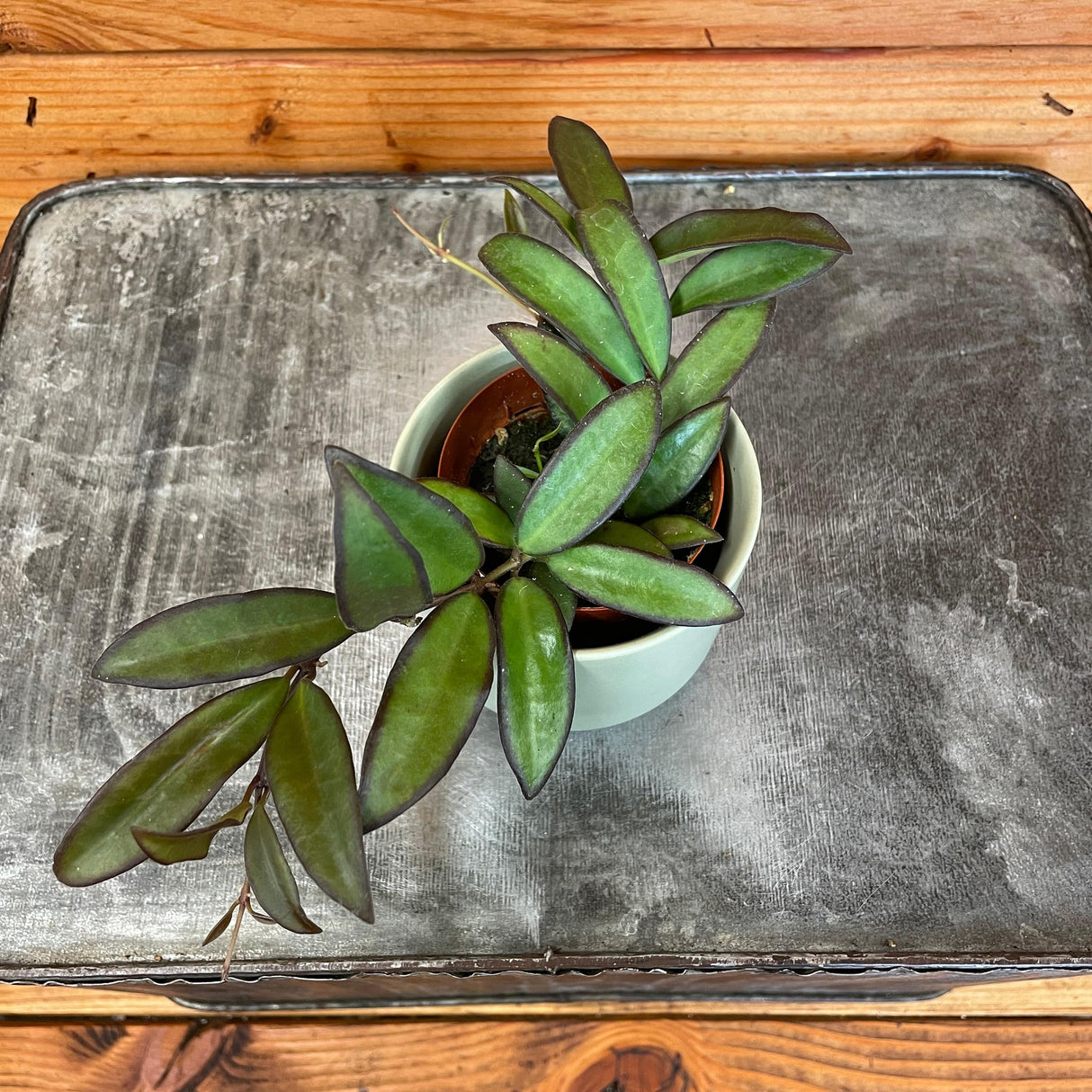 Hoya Rosita, 2" Plant