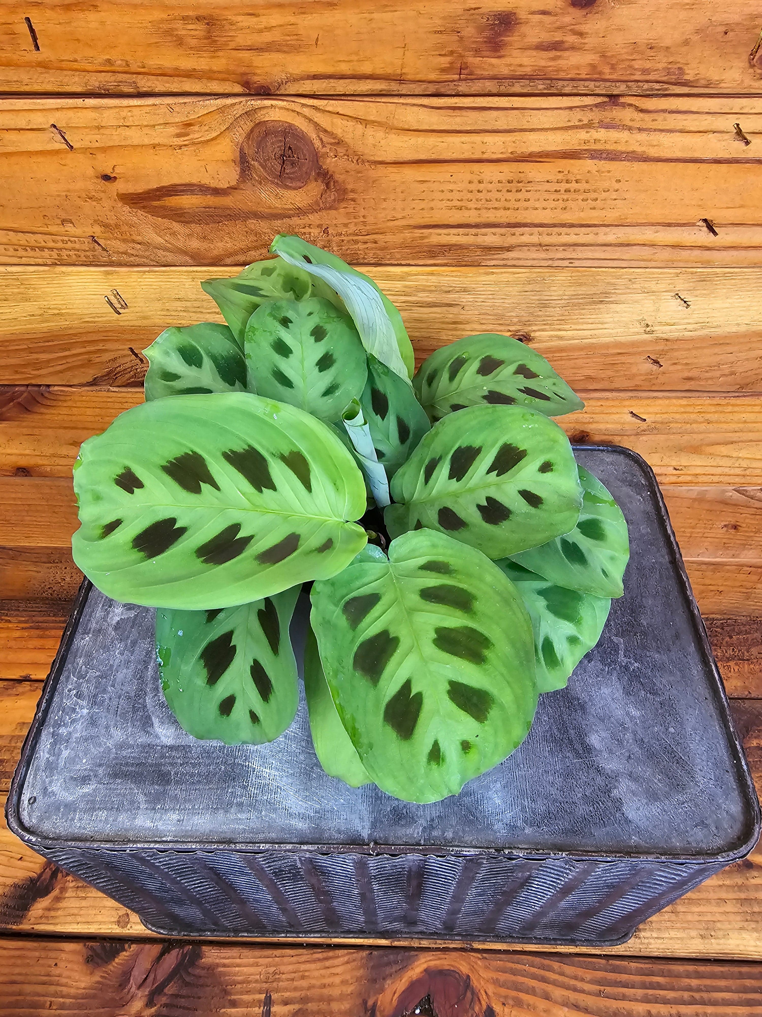 Maranta Leuconeura Green, 4" Plant - Prayer Plant