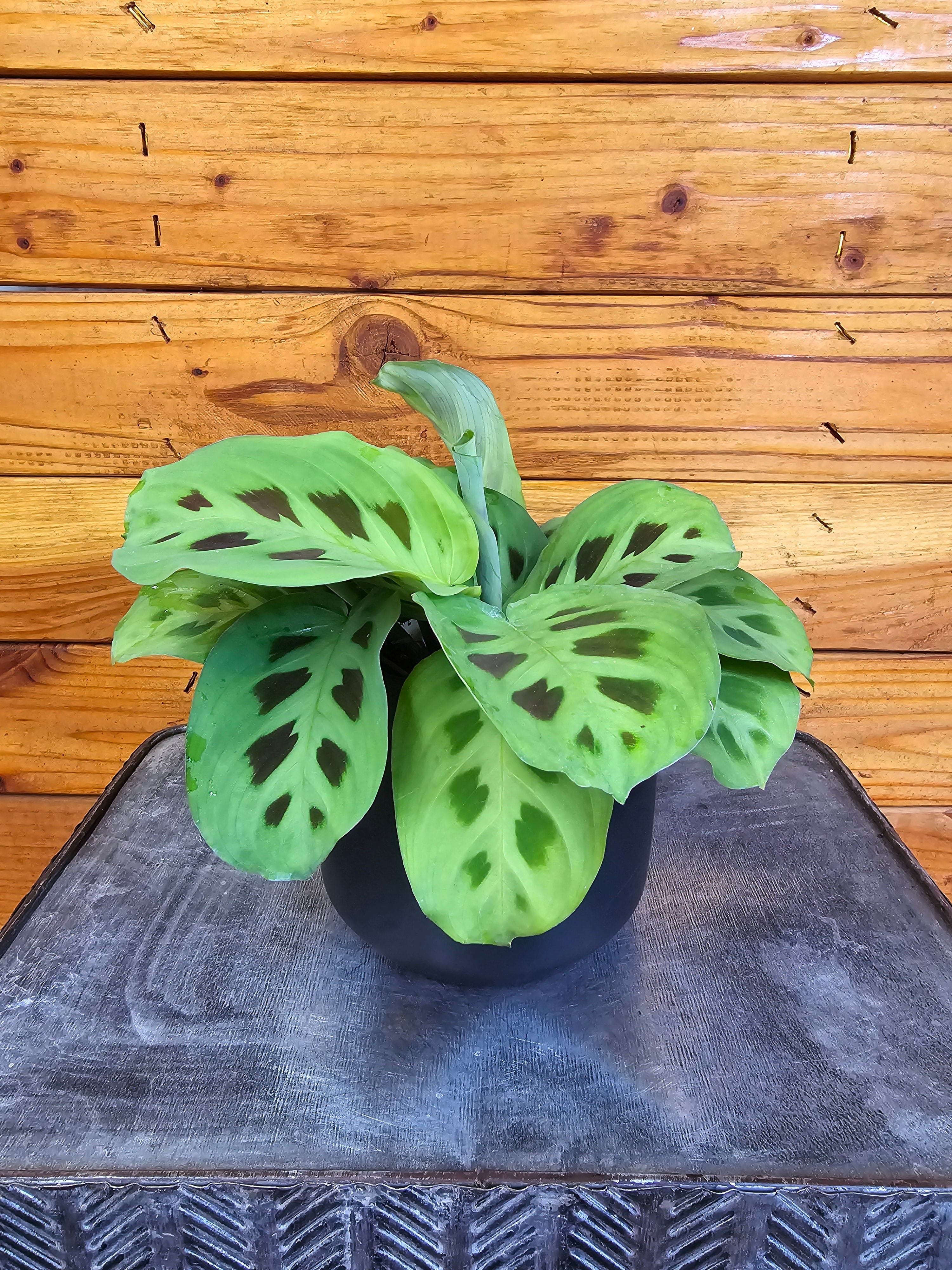 Maranta Leuconeura Green, 4" Plant - Prayer Plant - Thumbnail 2