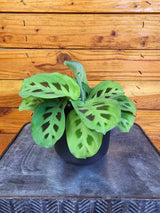 Maranta Leuconeura Green, 4" Plant - Prayer Plant