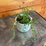 Radicans String of Bananas, 2" Plant