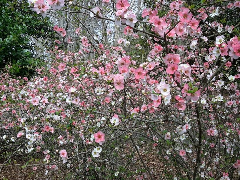 Toyo Nishiki Flowering Quince Shrub