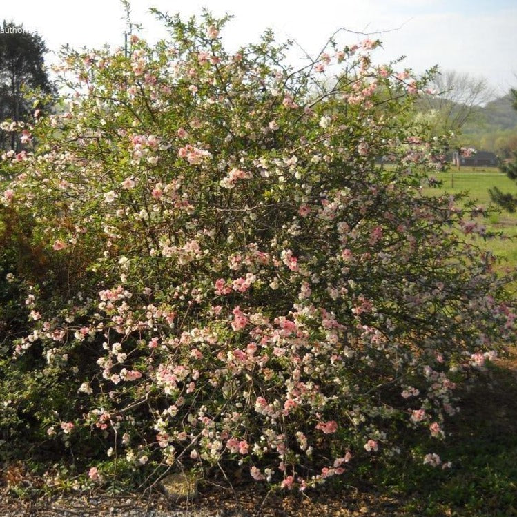 Toyo Nishiki Flowering Quince Shrub - Monster Gardens
