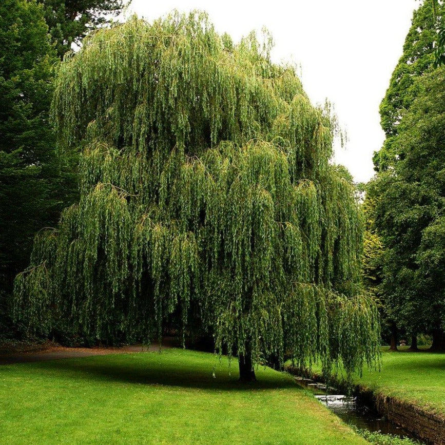 Weeping Willow Tree