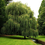 Weeping Willow Tree