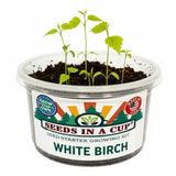 White Birch Tree Grow Kit | Seeds In A Cup®