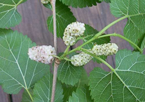 White Mulberry Tree (Morus alba) – Fast-Growing, Silkworm-Feeding, Wildlife-Friendly