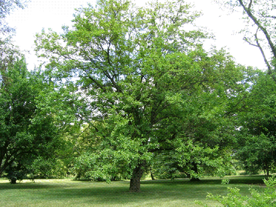 White Mulberry Tree (Morus alba) – Fast-Growing, Silkworm-Feeding, Wildlife-Friendly