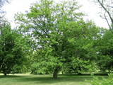 White Mulberry Tree (Morus alba) – Fast-Growing, Silkworm-Feeding, Wildlife-Friendly