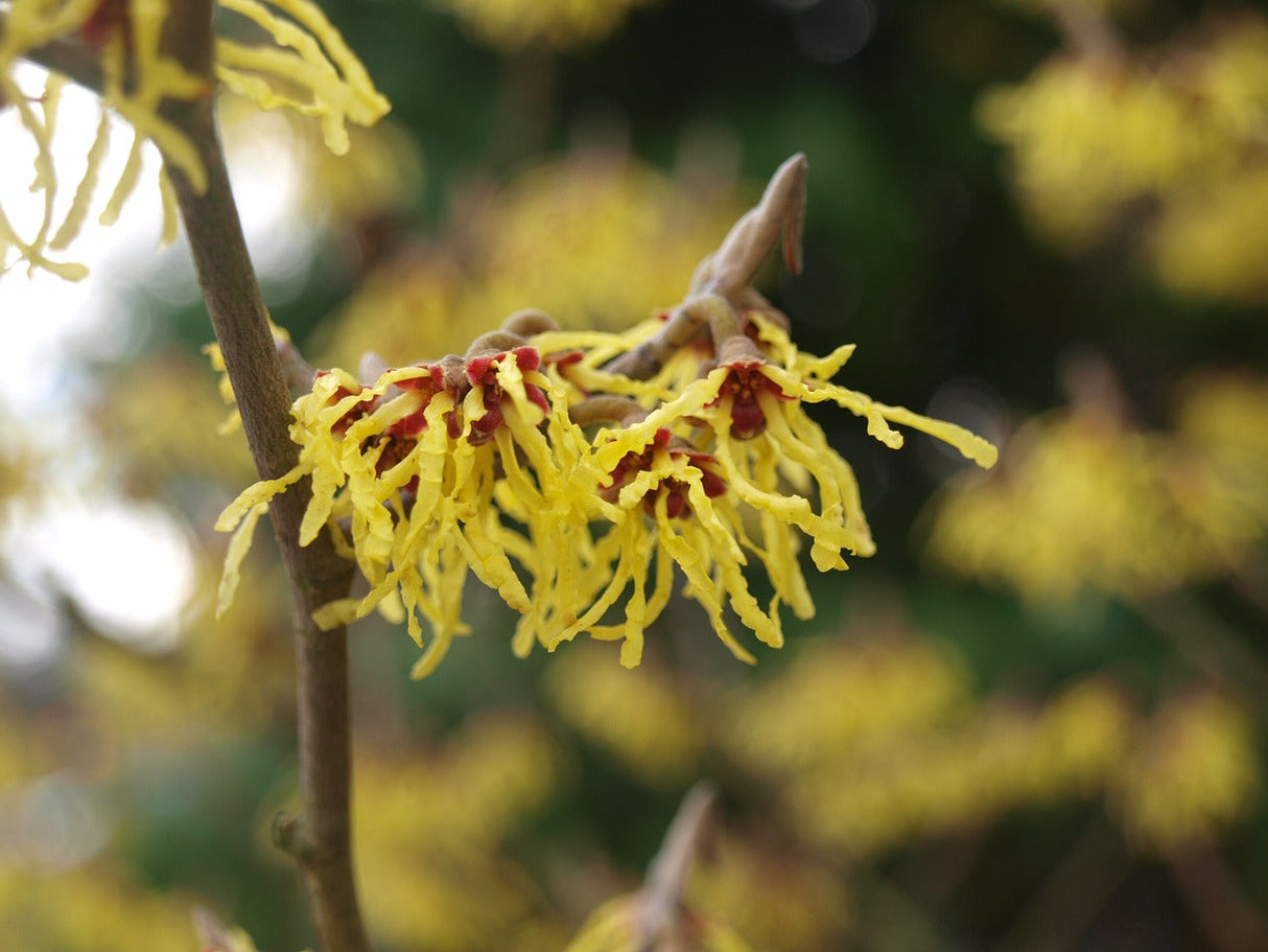 American Witch-Hazel Shrub