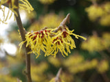 American Witch-Hazel Shrub