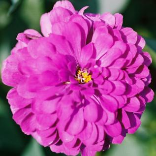 Organic Violet Queen Zinnia Seeds – 20 Pack Large Bloom Flower