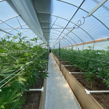Inside view of Agra Tech Cold Frame Greenhouse with rows of plants growing 