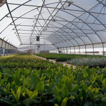 Inside view of Agra Tech North Slope Greenhouse with various plants growing