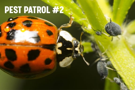 Pest Patrol - Part 2: Prevention