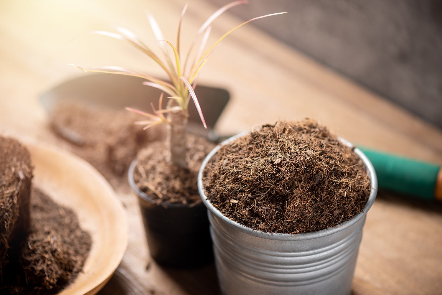 The Benefits of Growing in Coco Coir