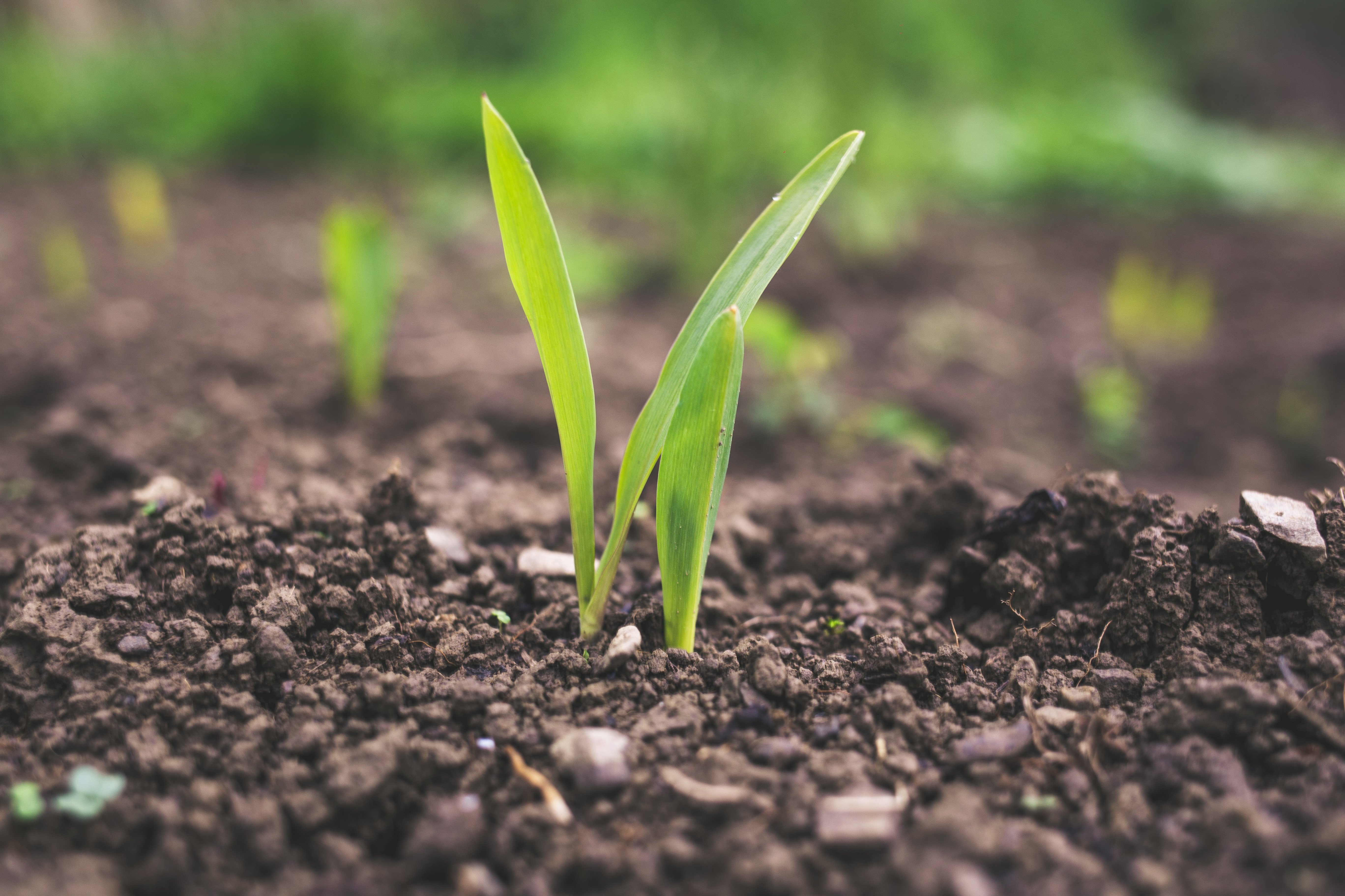 What is the Difference Between Living Soil and Super Soil?