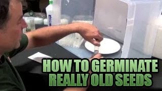 How to Germinate Stubborn Seeds