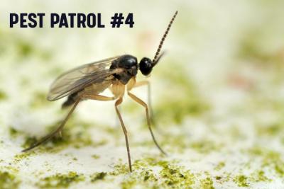 Pest Patrol - Part 4: Knowing Your Enemy - Fungus Gnats