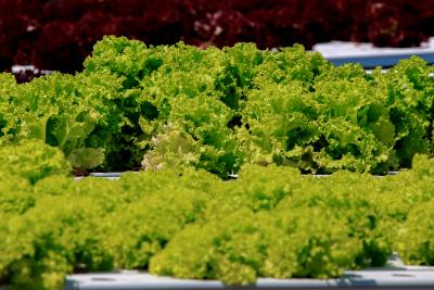 Does Hydroponic Gardening Produce Higher Yields?