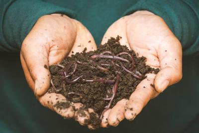 How To Use Worm Castings in Hydroponics