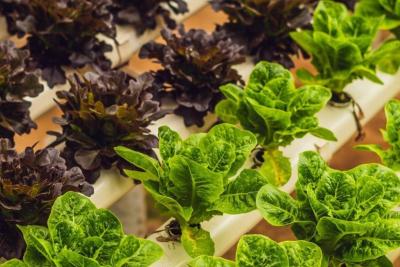 The Basics of Hydroponic Nutrients