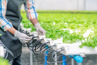 Hydroponic Plants and Watering