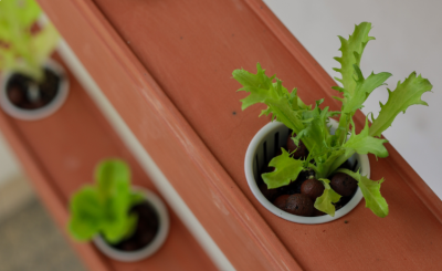 Can You Have a Self-Sustaining Hydroponic Garden?