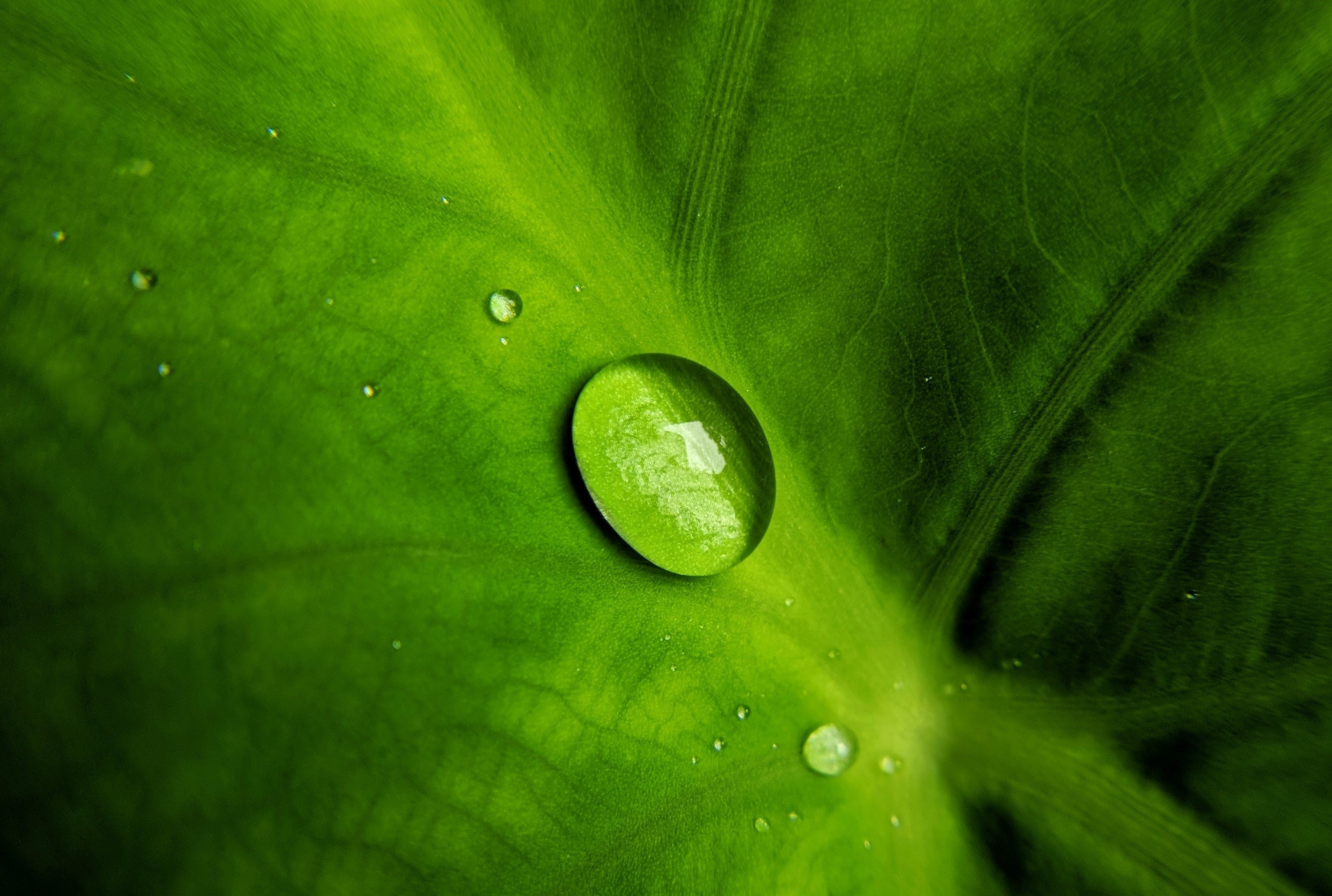 The Best Water For Hydroponics
