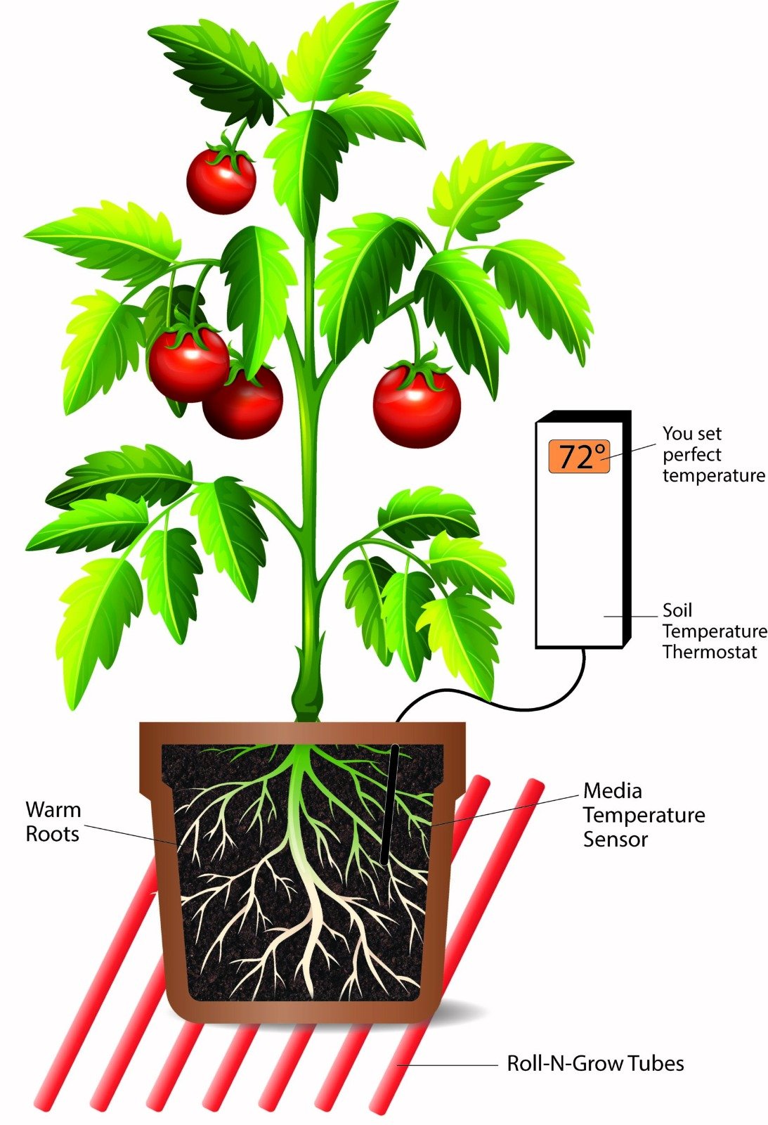 Illustration of tomato plant shownig roots diagraming how to use the Roll and grow mat. Pot placed on the the Roll'n Grow Tubes to warm roots to the perfect temperature of users choice, measured using a soil temperature thermostat with the sensor placed in the soil