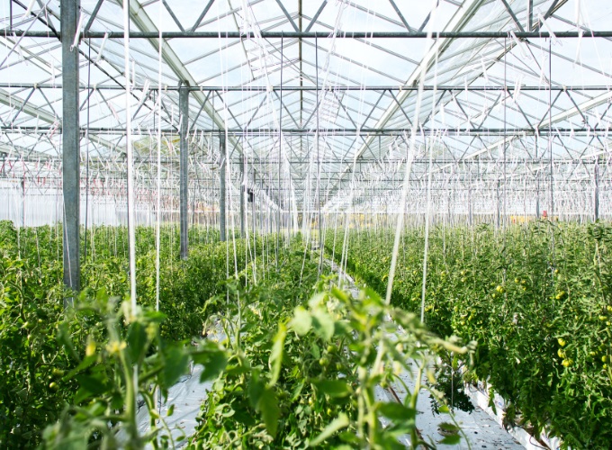 commercial greenhouse with tomatoes